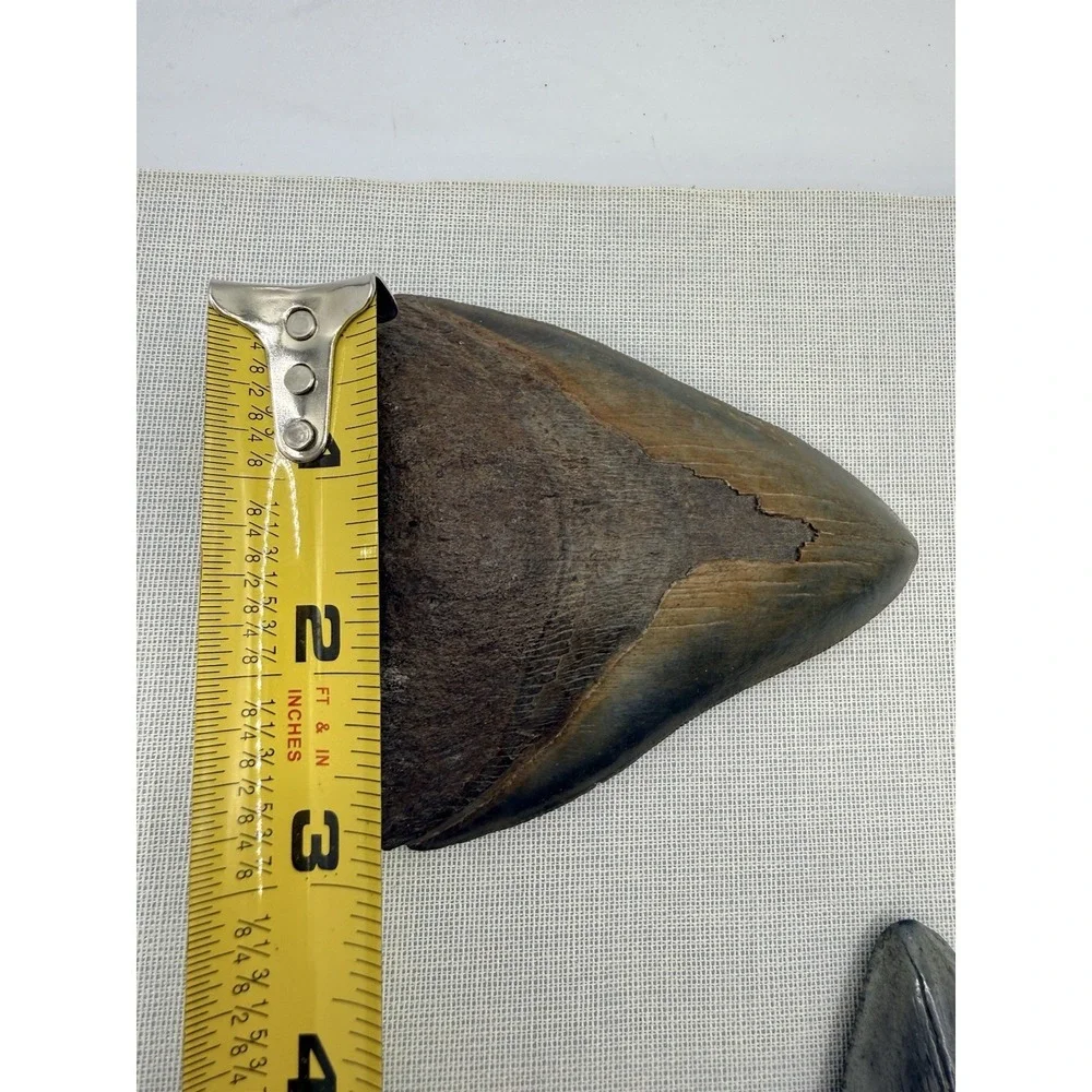 Set 3- Megalodon Teeth Mounted In Walnut 8x10 Shadow Box